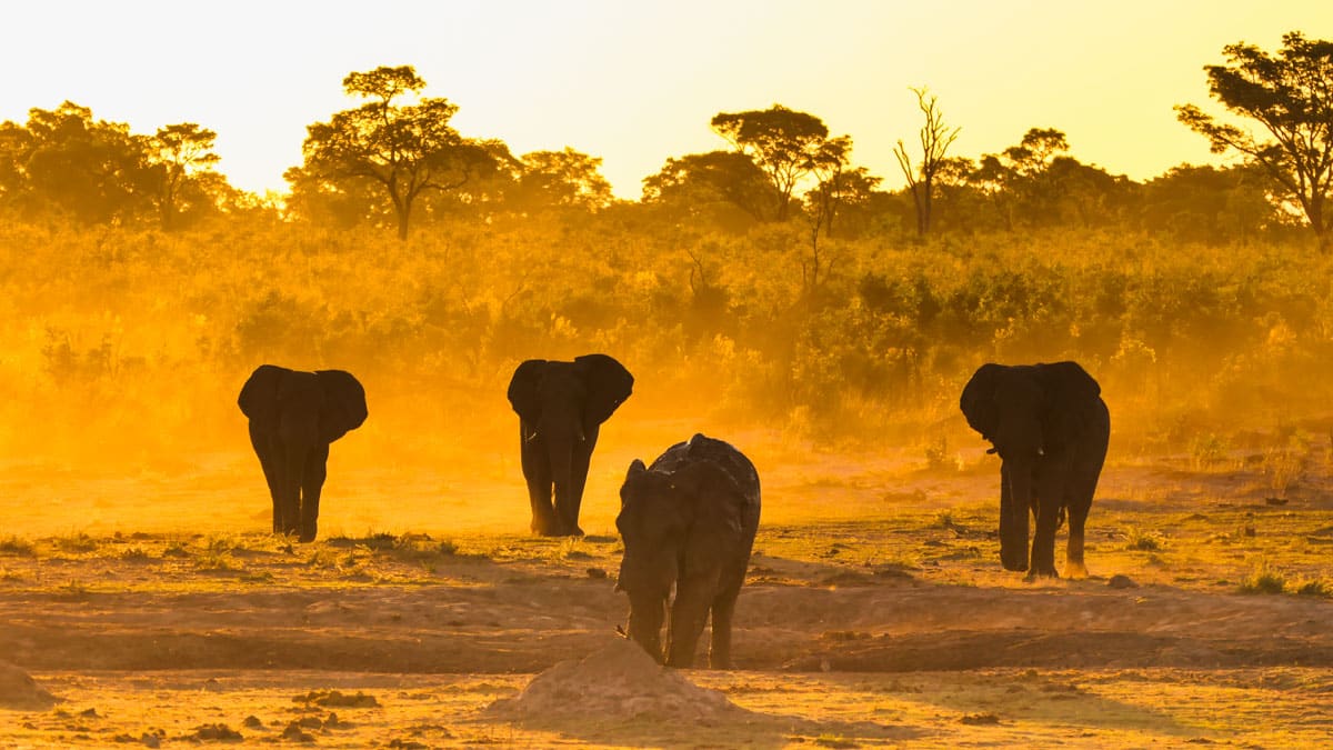 Elefanten im Khaudum Nationalpark